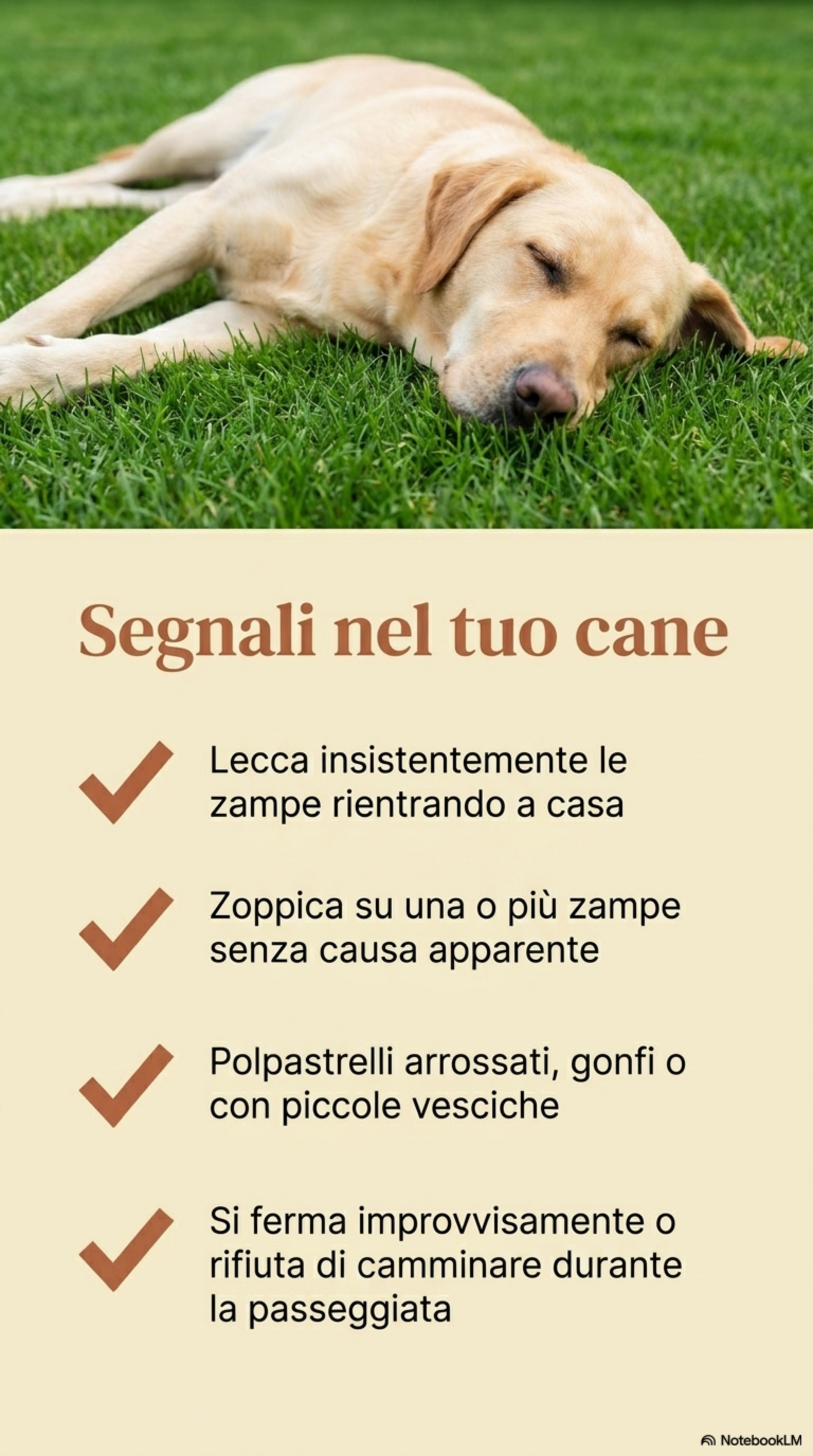 Segnali di disagio nei polpastrelli del cane