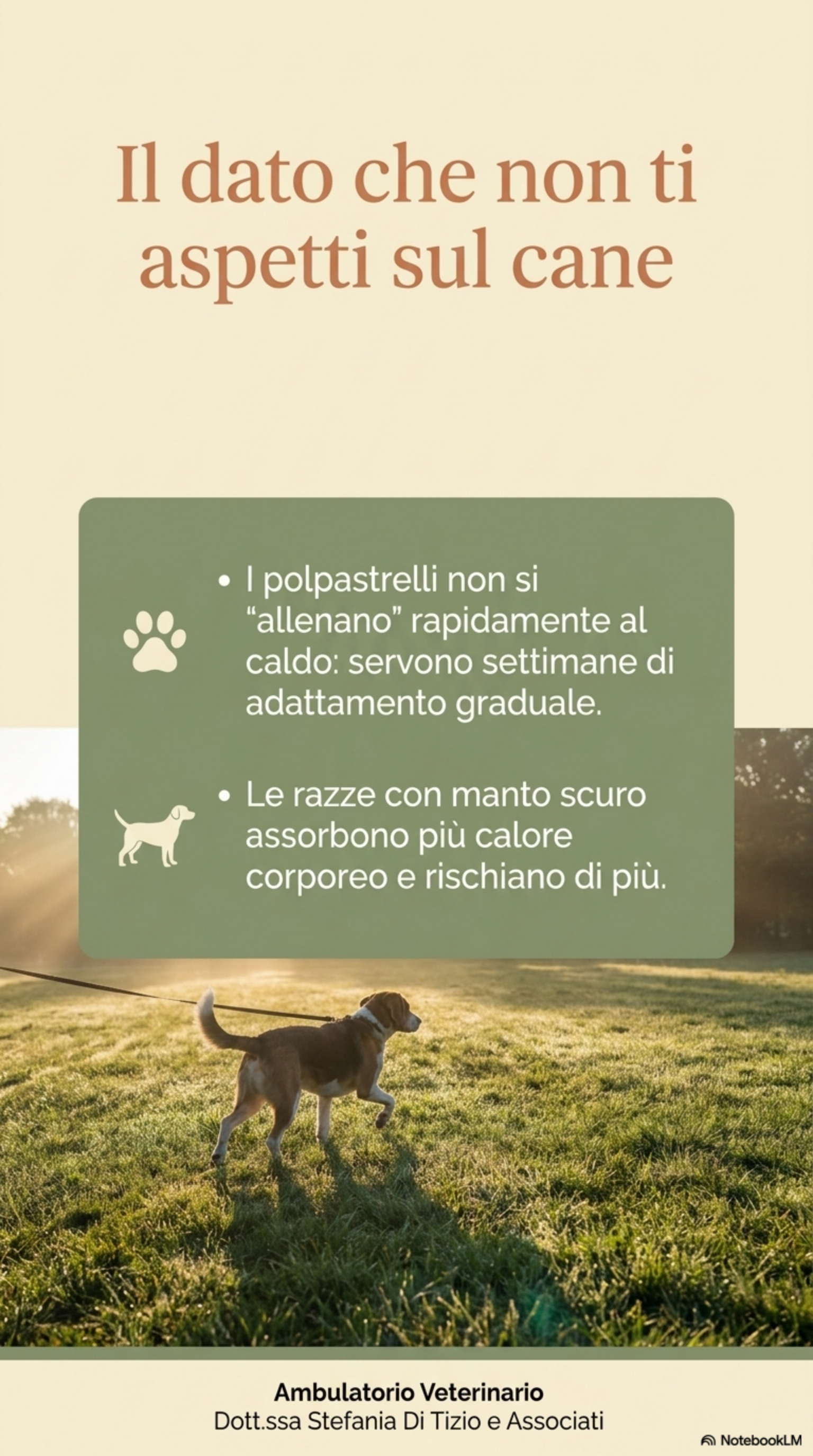 Cane a passeggio al mattino presto